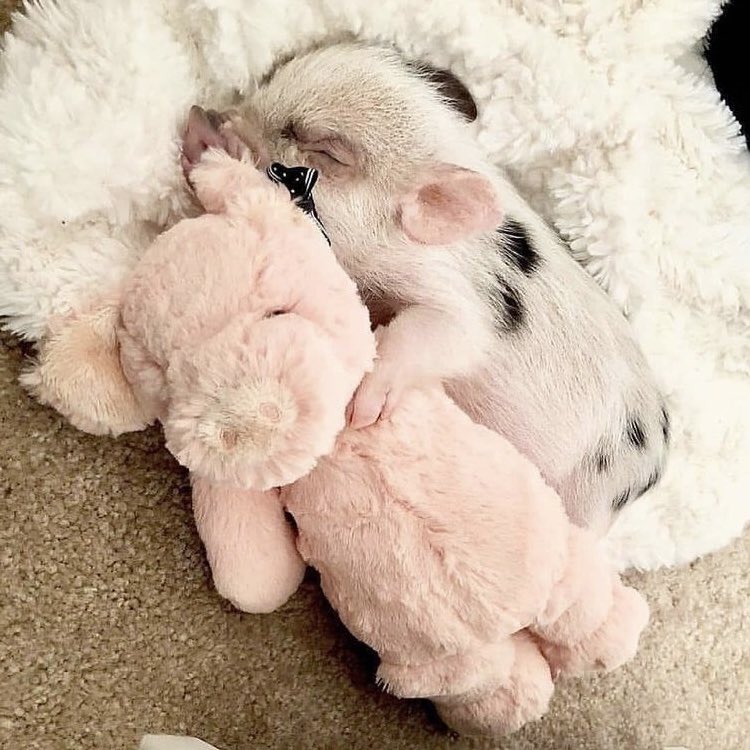 🐶🐷 tweet media