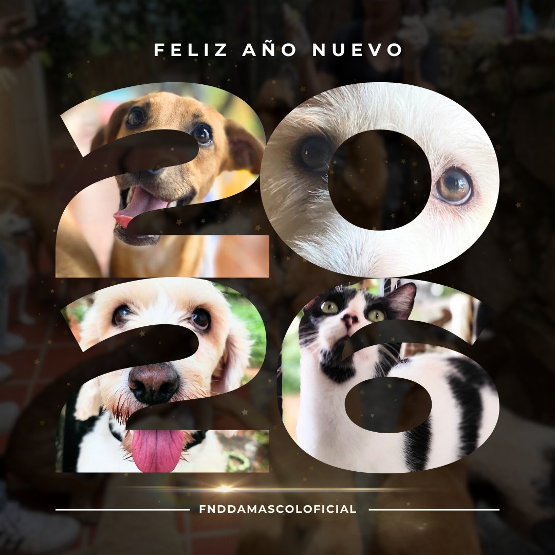 Feliz año 2️⃣0️⃣2️⃣6️⃣ les desea <a href="/FndDamascol/">Fundación Damas Colombia 🇨🇴</a> por un nuevo año lleno de muchas bendiciones para todos! ❤️🙏🏻🫶🏻