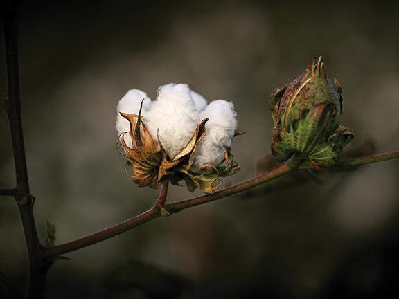 The Cotton Board tweet media