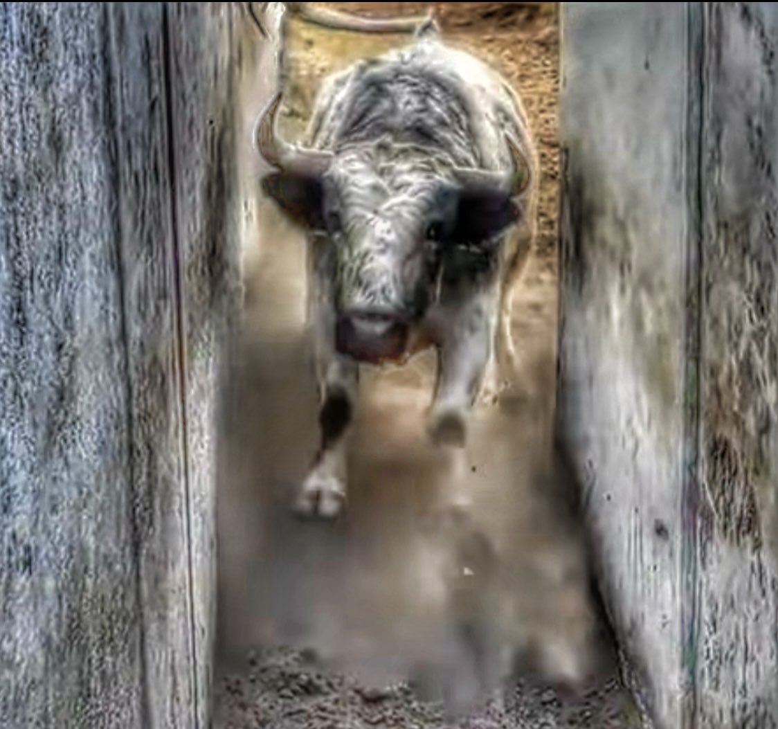 alejandra carvajal glez tweet media