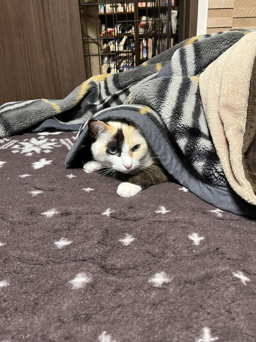 lem_neta's tweet image. もう間も無く2025年も終わり。
今年は近しい方々のご不幸が多くて、なんといっても11月から一大決心をしたり、年末にかけて怒涛の一年になりました。
それでも音楽をはじめ好きなことは沢山できたし、ささやかではあるけれど幸せな日々を過ごせたと思います。
来年もまた宜しくお願いいたします。