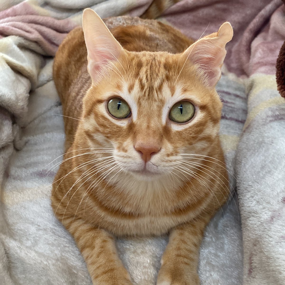 Textual Offender tweet media