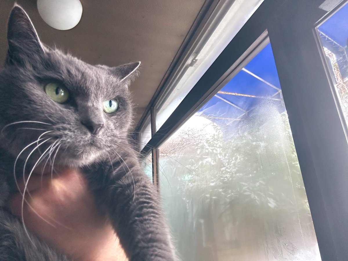 café pont chatポンシャ tweet media