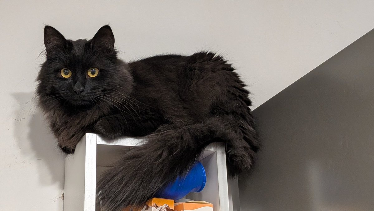 Половинка луны, меховые сыны tweet media