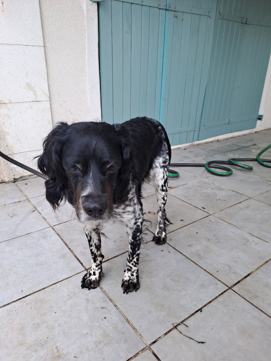 #OpérationDoyens 🐶Des nouvelles de Lulu, adopté par Nicole en septembre 2025. Après une vie de reproducteur en cage, il découvre la vraie vie, le plaisir des caresses et des promenades. ❤️