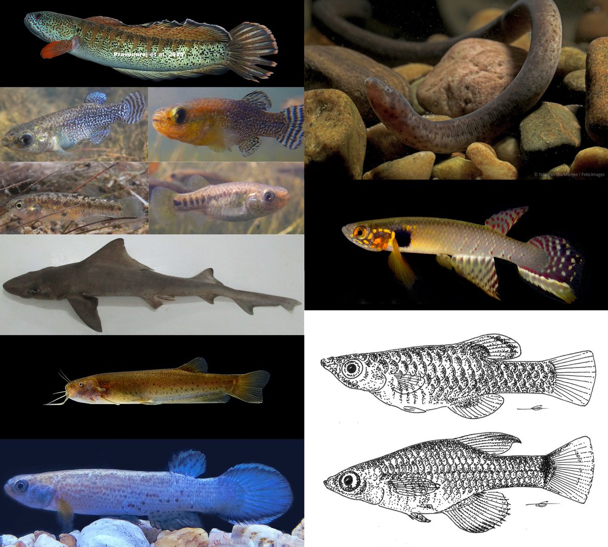 FishInTheNews's tweet photo. Happy New Year &amp; all the best for 2026! I thought I’d highlight some of the amazing species that have been rediscovered by researchers in 2025. Each rediscovery acts as a powerful motivator for conservation action, highlighting that there is so much more to (re)discover! https://t.co/vJwDV2uLIN