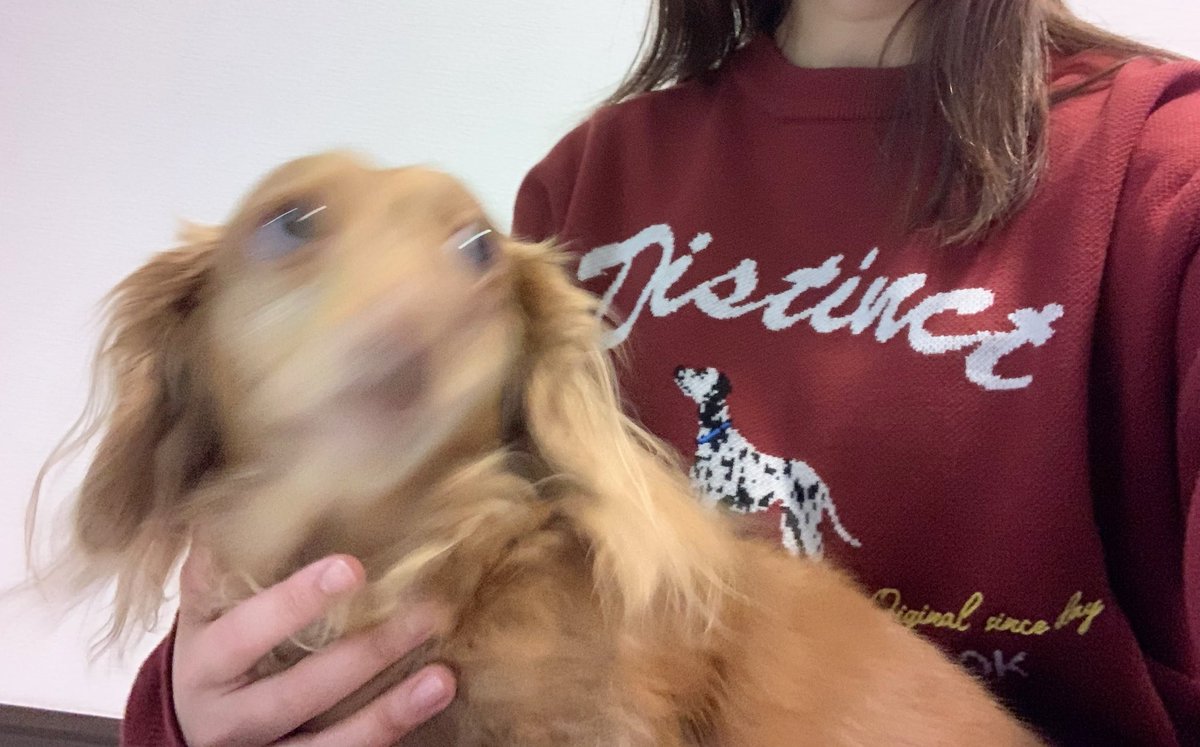 愛犬はボクちゃん Amazon.co.jp: トコトコワンちゃん パグ ぬいぐるみ 犬 しっぽ 動く