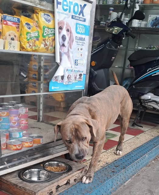 Pitbull extraviado en Buena Vista petare