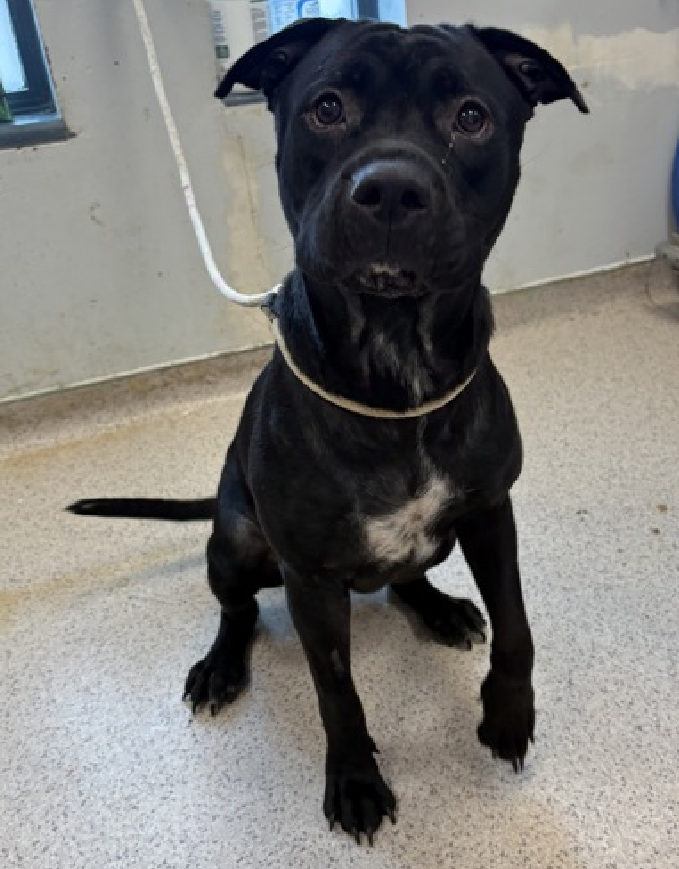 NMBewitched's tweet image. Bean💔
#NewDogontheBlock 
nycacc.app/#/browse/244362 
#AdoptMe 

This lovely throw away Momma, only 2yrs 
She has some allergies, need a change of diet 

Very sweet girl 
Loves to play, go for walks, dress-up 
You can the tracks of her tears on Intake 
Her paw raised in hope, fear &amp;amp;