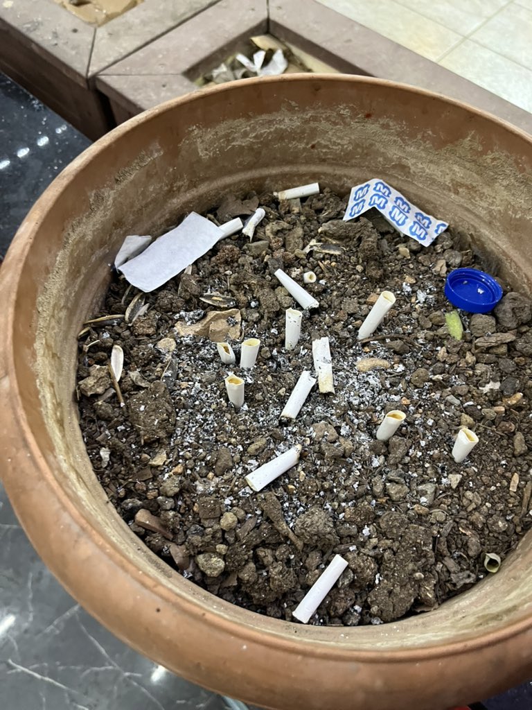 İnşallah yaza kalmadan winston dark blue ağacı çıkacak