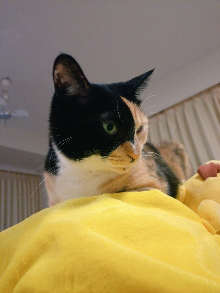 rambda's tweet image. 起きる猫
眠る猫