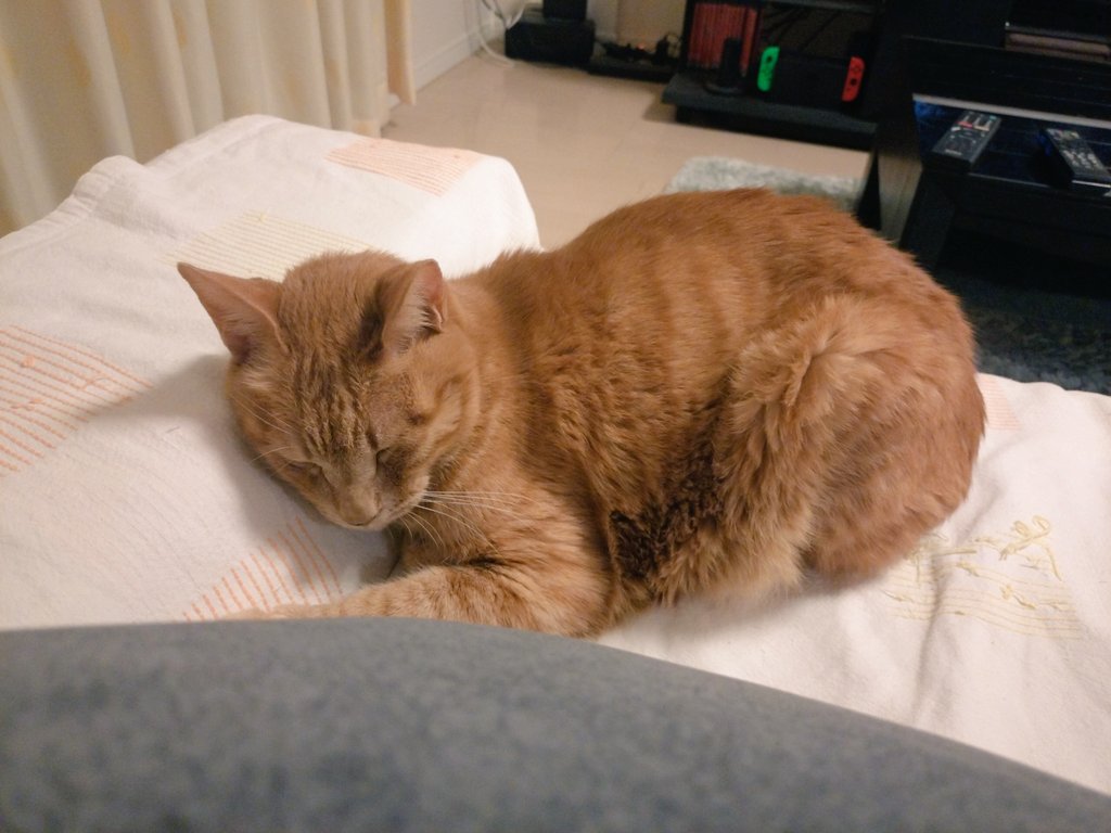 rambda's tweet image. 起きる猫
眠る猫