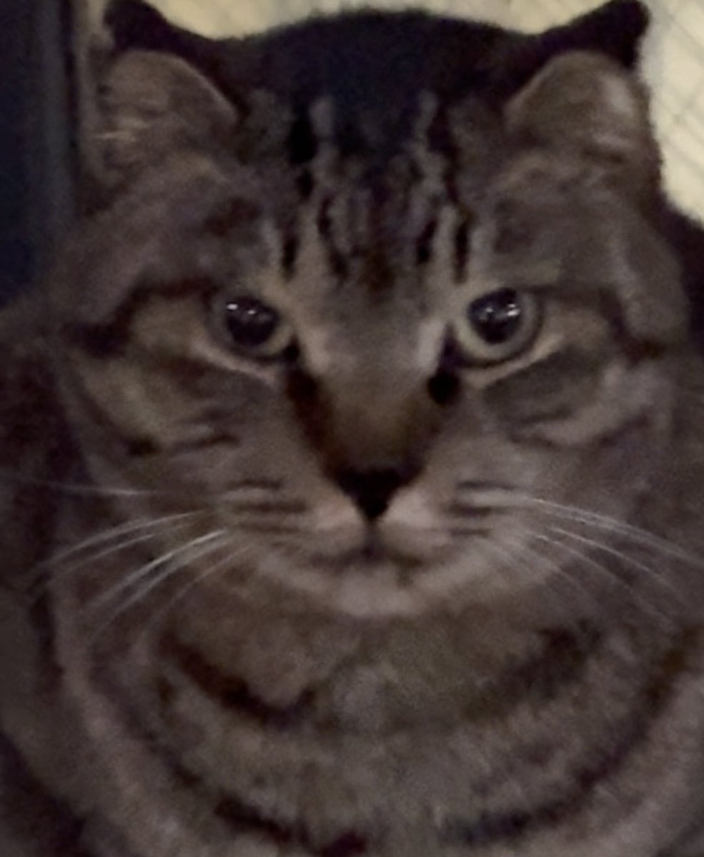 ネコ 空を見上げる猫たち | 猫の島 青島物語