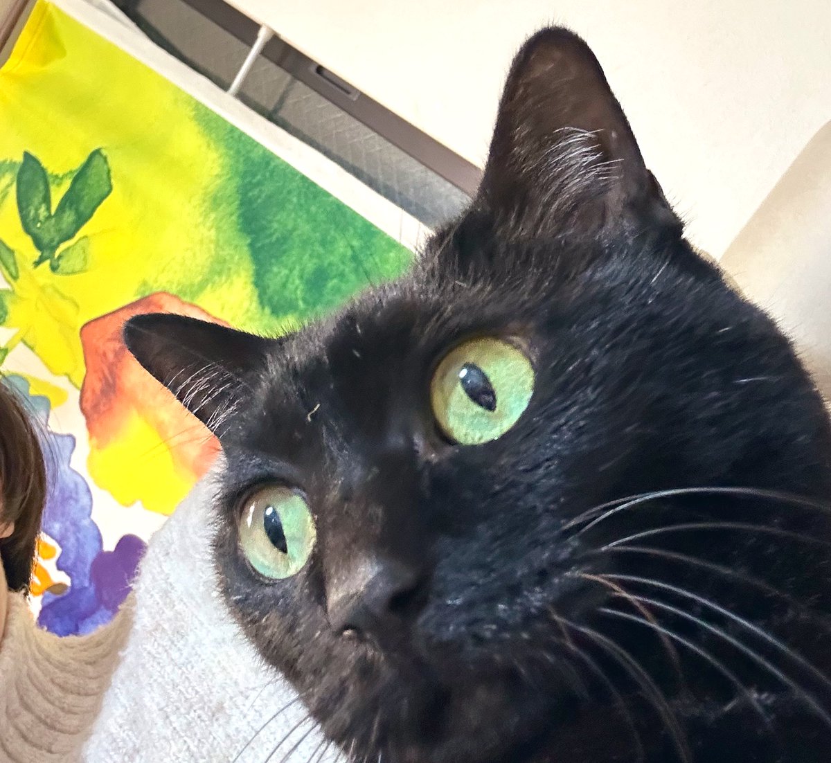 きのこのこのこ (@kinoco_neco1234) / Posts / X