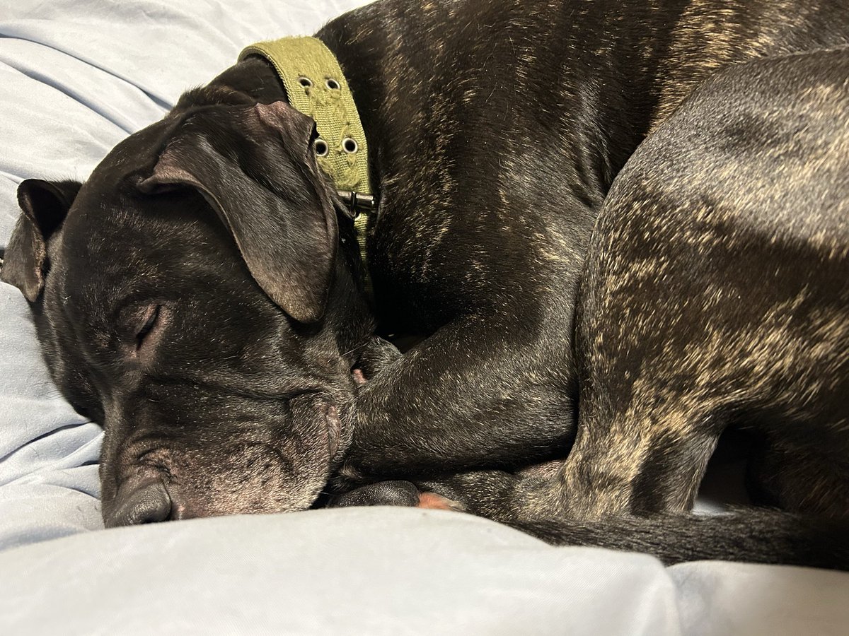 hydeehydee's tweet image. もはや夢の中💤

皆様今年もありがとうございました🫶

Have a great new year✨
 #保護犬