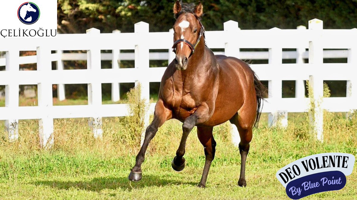 CelikogluStllns's tweet image. 🔻ŞİİR GİBİ🔻

Bushranger (IRE) - Narration (IRE) by Motivator  (GB)

Değerli kısraklarıyla aygırımız  DEO VOLENTE ( #Bluepoint ) tercihinde bulunan Sn. Cem Deniz'e teşekkür ederiz. Sağlıklı bir süreç olması temennisiyle 🧿🙏