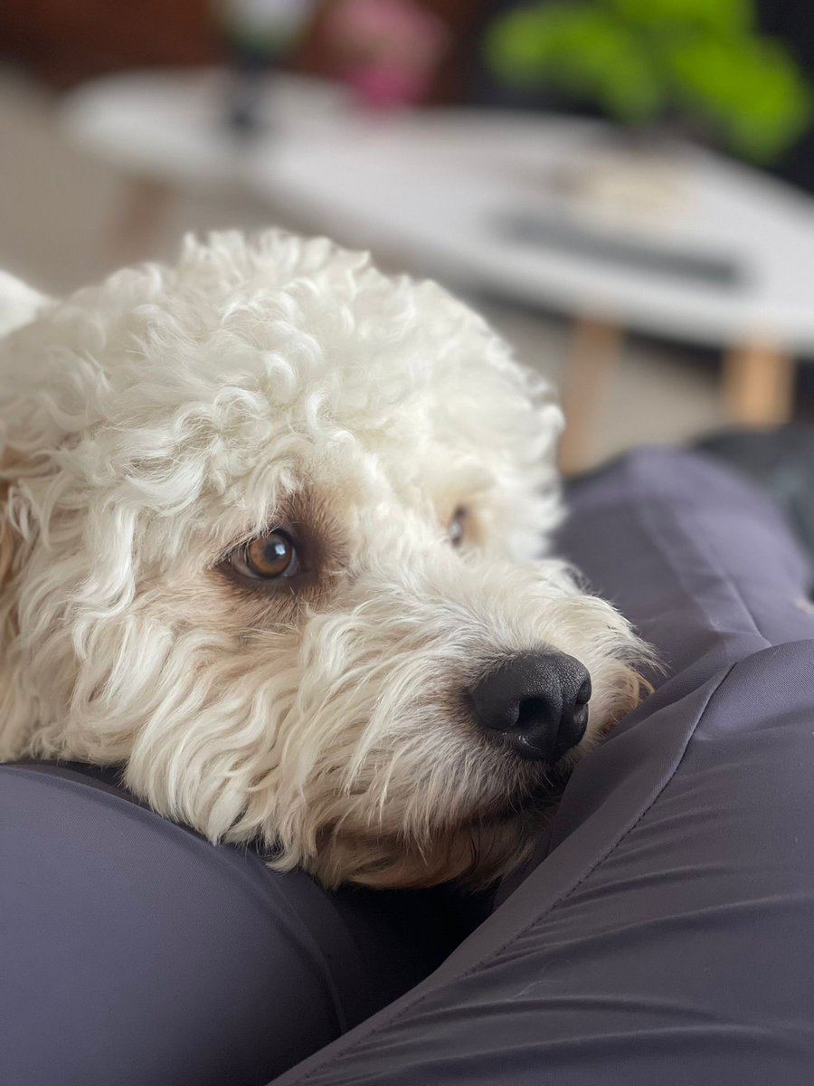 silvia mensegar (@silviamylo) on Twitter photo 