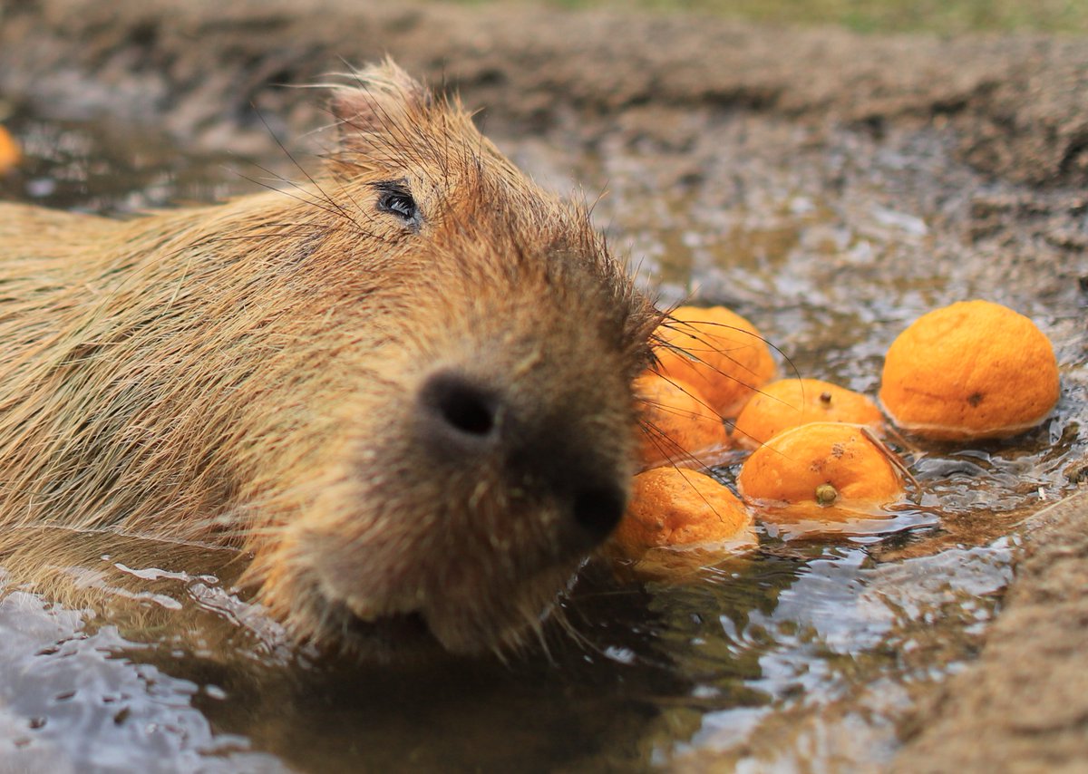 capybara siestantan (@Capybara_siesta) / Posts / X
