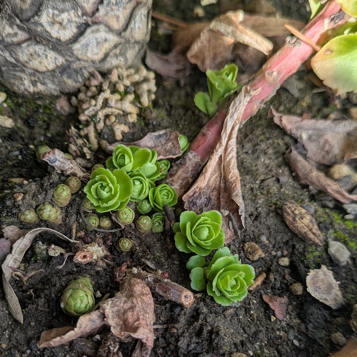 ULTIMOGIOS's tweet image. 新春！
既に芽吹く新たな芽。
明けましておめでとうございます！！