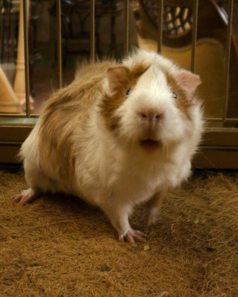 intrinseca's tweet image. mesmo ator