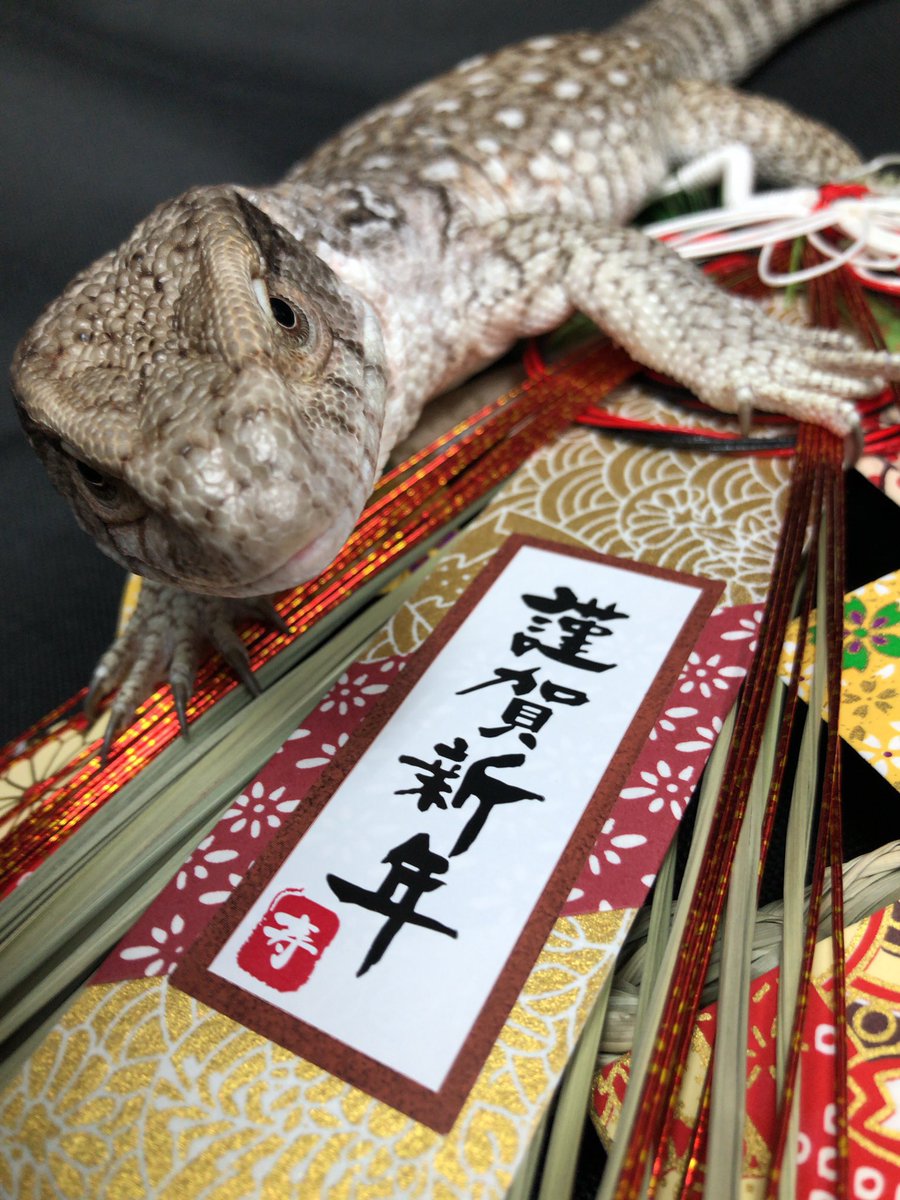 新年あけましてオメデトカゲ！
今年もサイバーイグアナとその一味をよろしくね！！
このポストいいねした皆様全員が楽しく笑って過ごせる
幸せな１年でありますように！！🦎✨