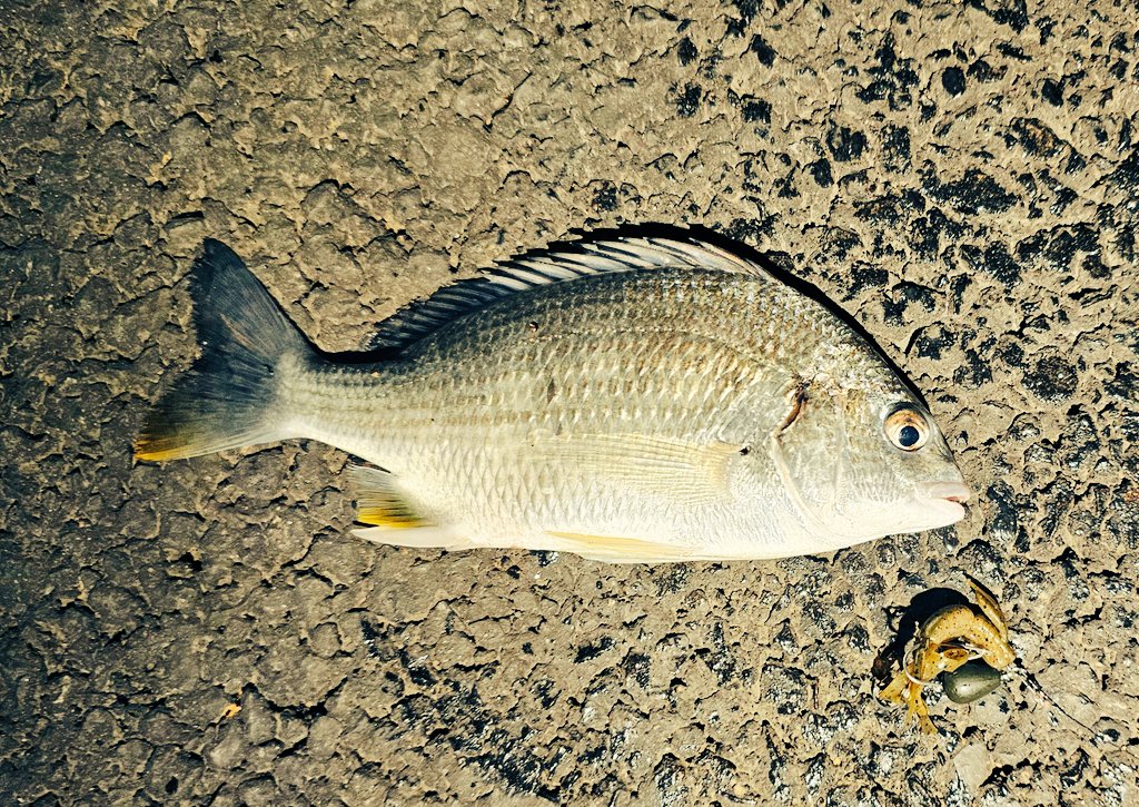 今年の釣り納めは３０日
S字威フグとボトムキビレ

来年はもっと釣れますようにー✨

今年もお世話になりました！
来年もよろしくお願いします.  ̫.)"

 #横浜チニング
 #S字威
 #クレフラ
