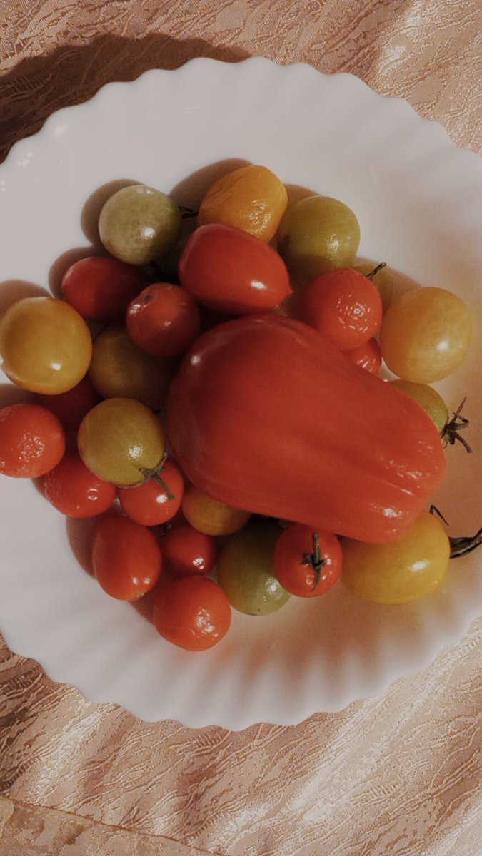Šī (2025') gada pēdējie mājas tomāti-ilgdzīvotāji no siltumnīcas. 
🍅🍅🍅🥰