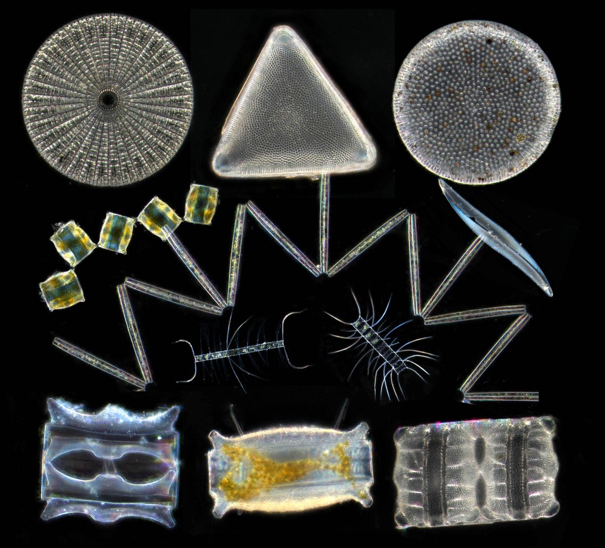 a1AgqW93RTKPUD9's tweet image. あけましておめでとうございます！
今年も宜しくお願いいたします。
2026年も茨城から東北地方の海の生物や、土壌生物、淡水プランクトンを紹介していきますね。今年こそは代表作といえるような写真を撮りたい。
あと、ホームページの更新も頑張ります。春～
夏には土壌生物の更新を完了させたいです。