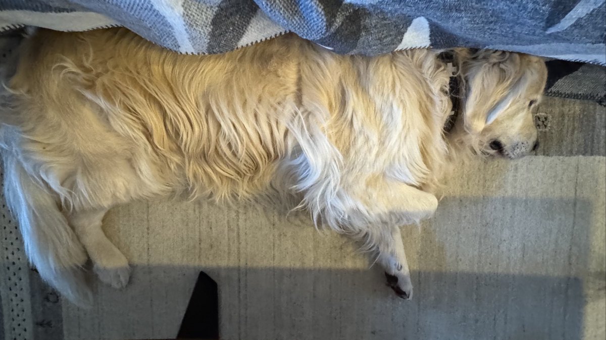 LokiGottdesSchabernacks tweet media