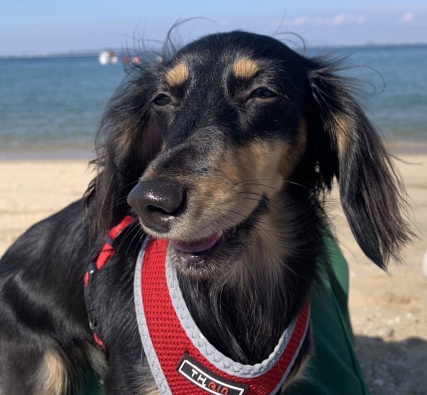 ぴぴちゃ【FENNEL】 (@PiPiCha10v8) / Posts / X