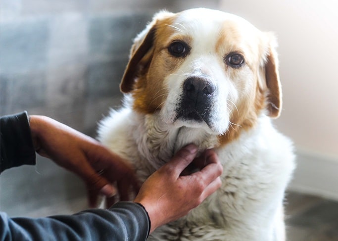 🇳🇱 𝐀𝐮𝐱 𝐏𝐚𝐲𝐬-𝐁𝐚𝐬, 𝐢𝐥 𝐧’𝐲 𝐚 𝐪𝐮𝐚𝐬𝐢𝐦𝐞𝐧𝐭 𝐩𝐥𝐮𝐬 𝐝𝐞 𝐜𝐡𝐢𝐞𝐧𝐬 𝐚𝐛𝐚𝐧𝐝𝐨𝐧𝐧𝐞́𝐬 !

👉 Grâce à un programme national combinant stérilisation, identification, prévention et lois strictes, le pays a réussi à endiguer le phénomène. 

Les refuges