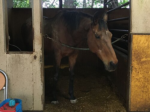 keiba_info_club's tweet photo. 今年亡くなったことが発表された元・現役競走馬

ご冥福を心からお祈り申し上げます。

ジェンティルドンナ　16歳
リバティアイランド　5歳
グラスワンダー　30歳
ハルウララ　29歳
アオラキ　5歳
ツルマルボーイ　27歳
ミリアッドラヴ　3歳
トウカイポイント　29歳
ヤマカツリリー　25歳
エイシンデピュティ　23歳
アンライバルド　19歳
メイショウマンボ　15歳
ダノンシャンティ　18歳
タイキポーラ　29歳
エイシンプレストン　28歳
タイキフォーチュン　32歳
ジャンダルム　10歳
ロージズインメイ　25歳
フレンチデピュティ　33歳
ファストフレンド　31歳
アイアンバローズ　8歳
ポップロック　24歳
デザインズオンローム　14歳
ポッセ　25歳
プロヴィナージュ　20歳
サイドワインダー　27歳
ヴェルトライゼンデ　8歳
マックロウ　28歳
スニッツェル　22歳
マイネルウィルトス　9歳
エモシオン　30歳
ダノンバラード　17歳
ルスナイクリスティ　27歳
ワイルドワンダー　23歳
トゥルーシャン　9歳
クーリンガー　26歳
プレミアムボックス　22歳
キョウエイギア　12歳
マイネルネオス　22歳
ラグストゥリッチズ　21歳
インビクタ　9歳
クワイトファイン　15歳
🇮🇪ブラックステアマウンテン　20歳