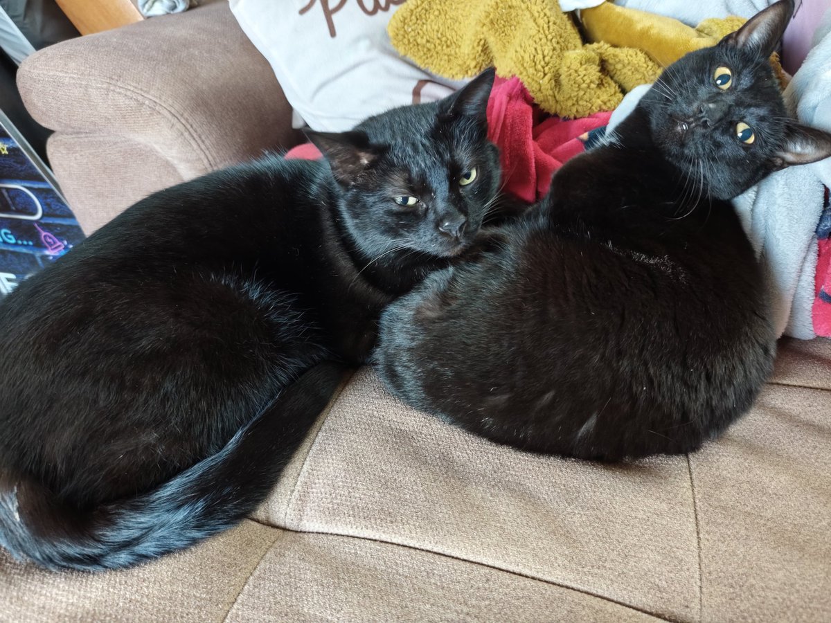 Attention veillez à garder vos petits poilus d'amour à l'abri pour les préserver du bruit, de la peur, d'un éloignement causé par le stress. N'oubliez pas que les pétards pour quelques instants dans le ciel peuvent nuire à beaucoup alors soyez chill 🙏 #NewYear2026