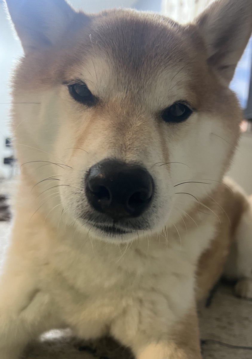 ShibaPark🐕 (@NFTshibaTSUKUNE) / Posts / X