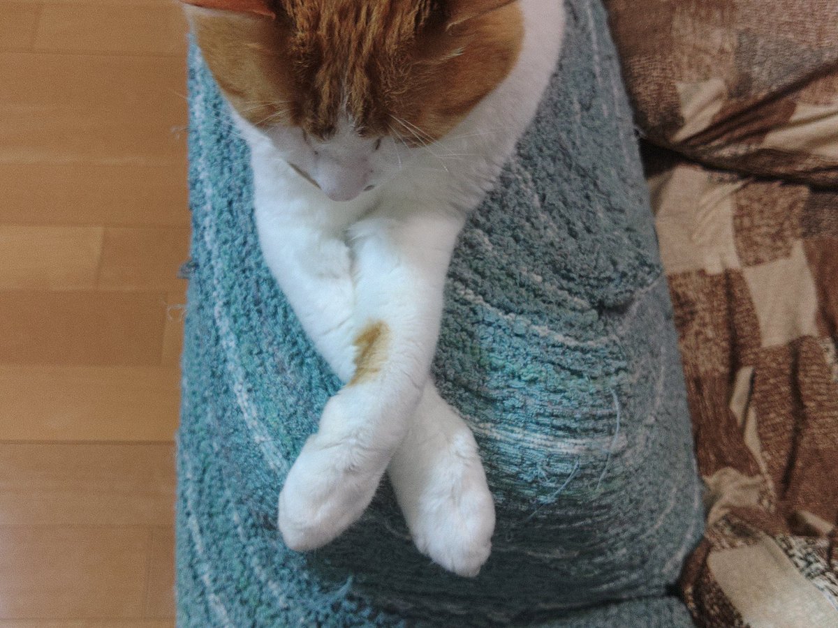 うさねこ (@rabbicat_neko) / Posts / X