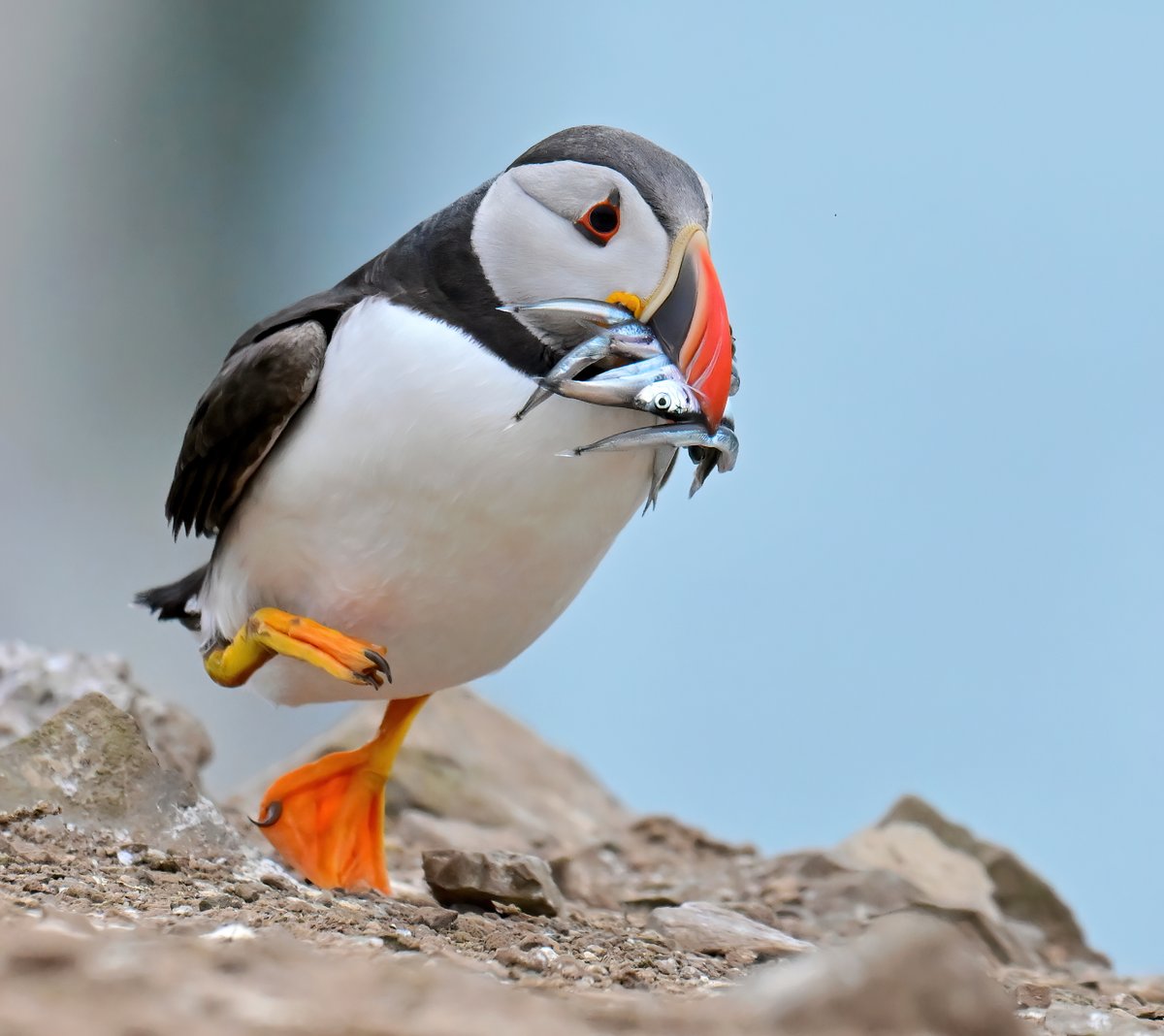 1. Barn Owl downstroke 🦉
2. Blue Tit and blackberries 🐦
3. Barn Owl over the reeds 🦉
4. Puffin fish march 🐦

Please vote for your favourite in the poll below ⬇️🐦⬇️