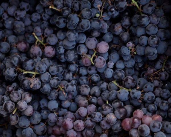 SamSmithHiggins's tweet image. I follow some of the traditions, no washing clothes on NY Day, open your front and back door to let out the old and welcome the new🥶But this year I’ve been told that we have to eat 12 grapes at midnight! Listen, I’m willing to try anything! Pass me those effing grapes! Happy NY