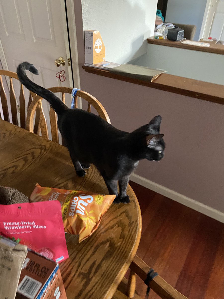 joel_vanwinkle's tweet photo. My beautiful cat Terra https://t.co/PTOhnMfnK4