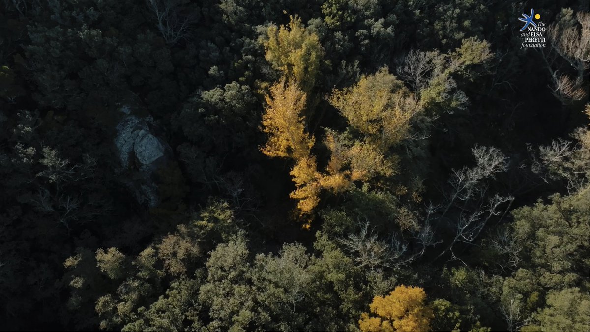 Fundació Sèlvans tweet media