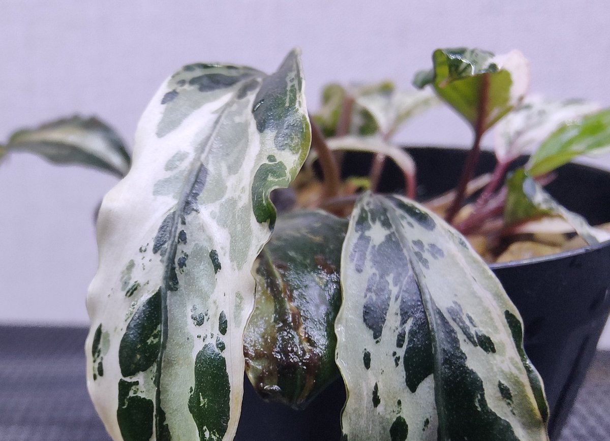 Bucephalandra cf.Motleyana 