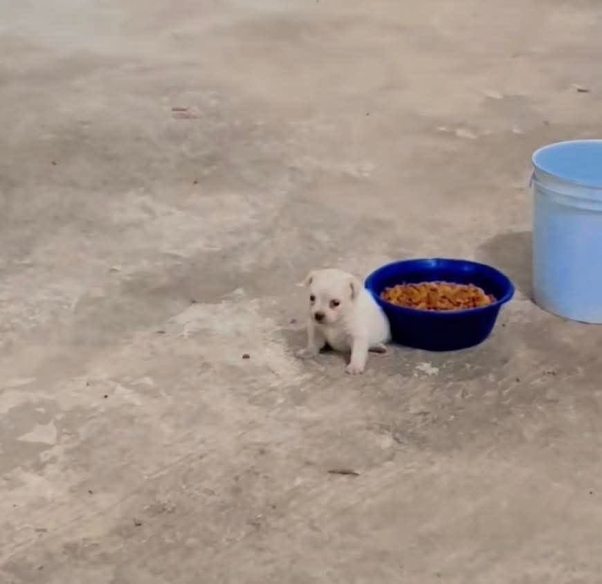 💖 (@twaniimals) on Twitter photo 