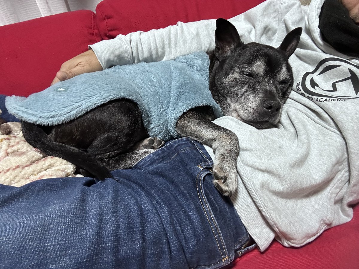 nmatsuna's tweet photo. 大晦日、ポゴナ出稽古行ってRizin観戦会。
柔術4割、犬と戯れ4割、仕事2割の一年でした。
うちの子15歳、おじいちゃんになって可愛い超えて愛おしい。
家族皆溺愛。 https://t.co/zGeJYo98mp
