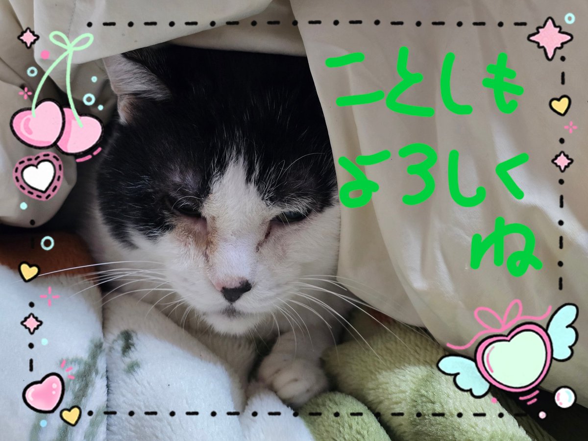 【期間限定大幅値下げ中】なつぴょん　まとめ　約74点 　(バラ売り要相談) トレーディングカードゲーム「Z/X -Zillions of enemy X-」】大人気