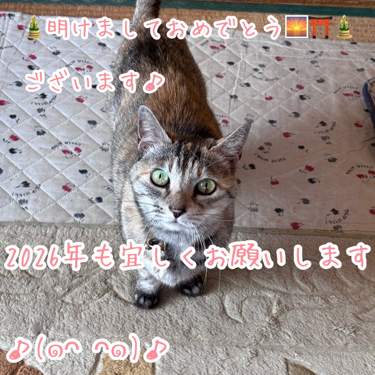 トレボーハイヤー tweet media