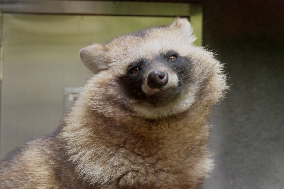 たちだコロネ tweet media