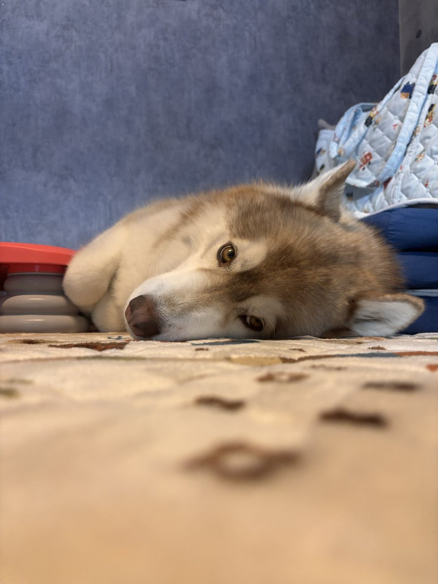 茶々丸チャチャチャ👐 (@chacha_maru1113) / Posts / X