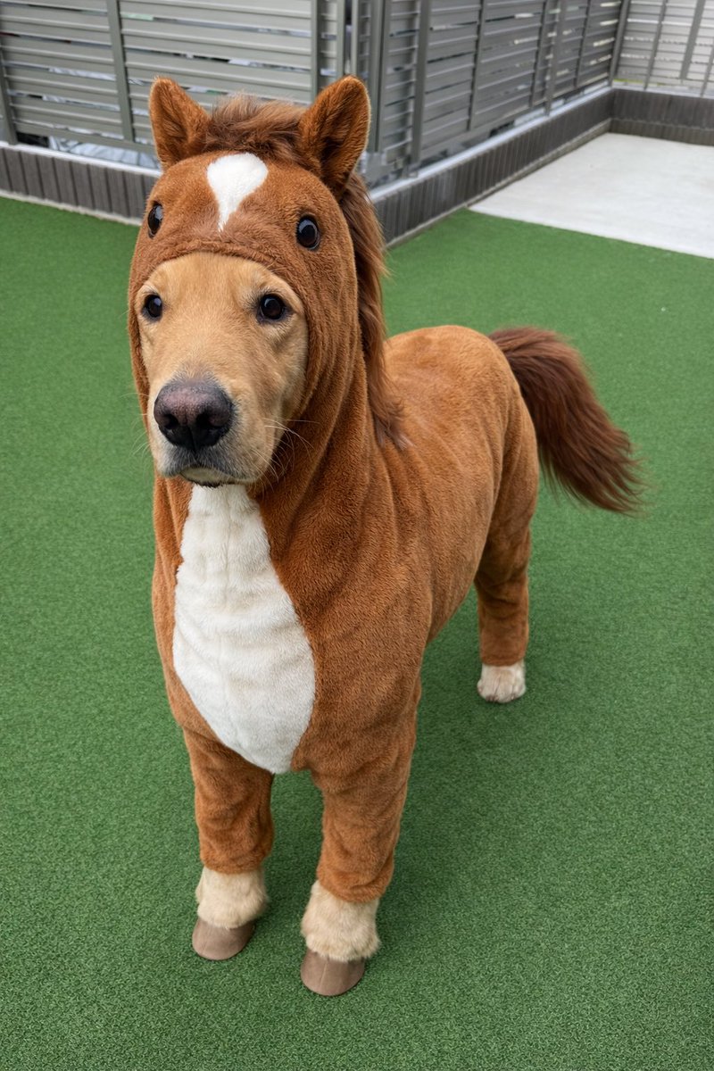 🐾ゴールデンレトリバー Roy-ロイ-🐾 tweet media