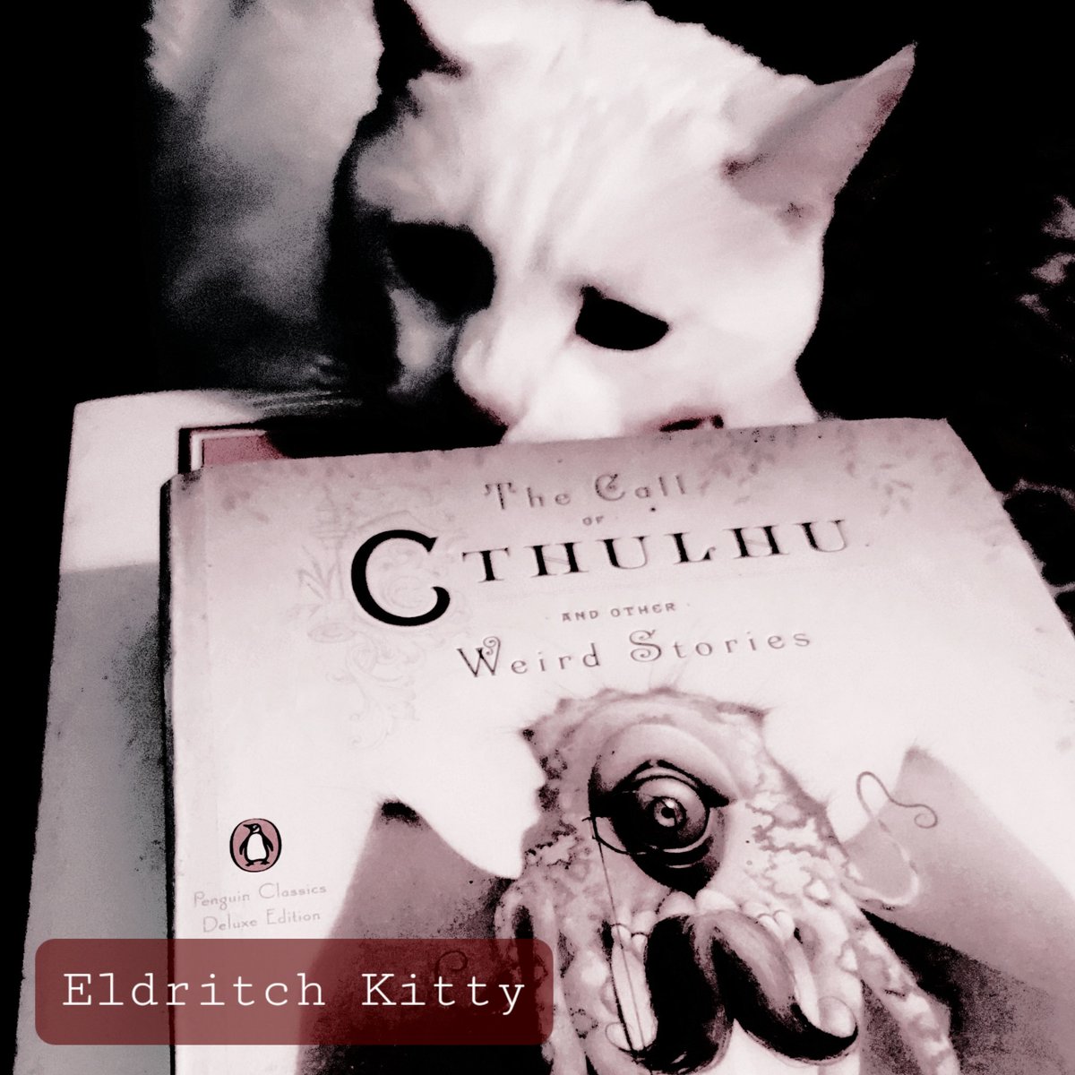 #Eldritch kitty! My muse and inspiration, Hannah. #Cats are divine. Cats > humans. #Lovecraft #writers #artistsontwitter