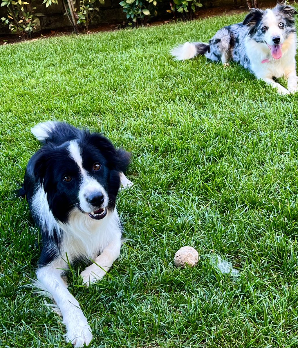 alessandro tweet media