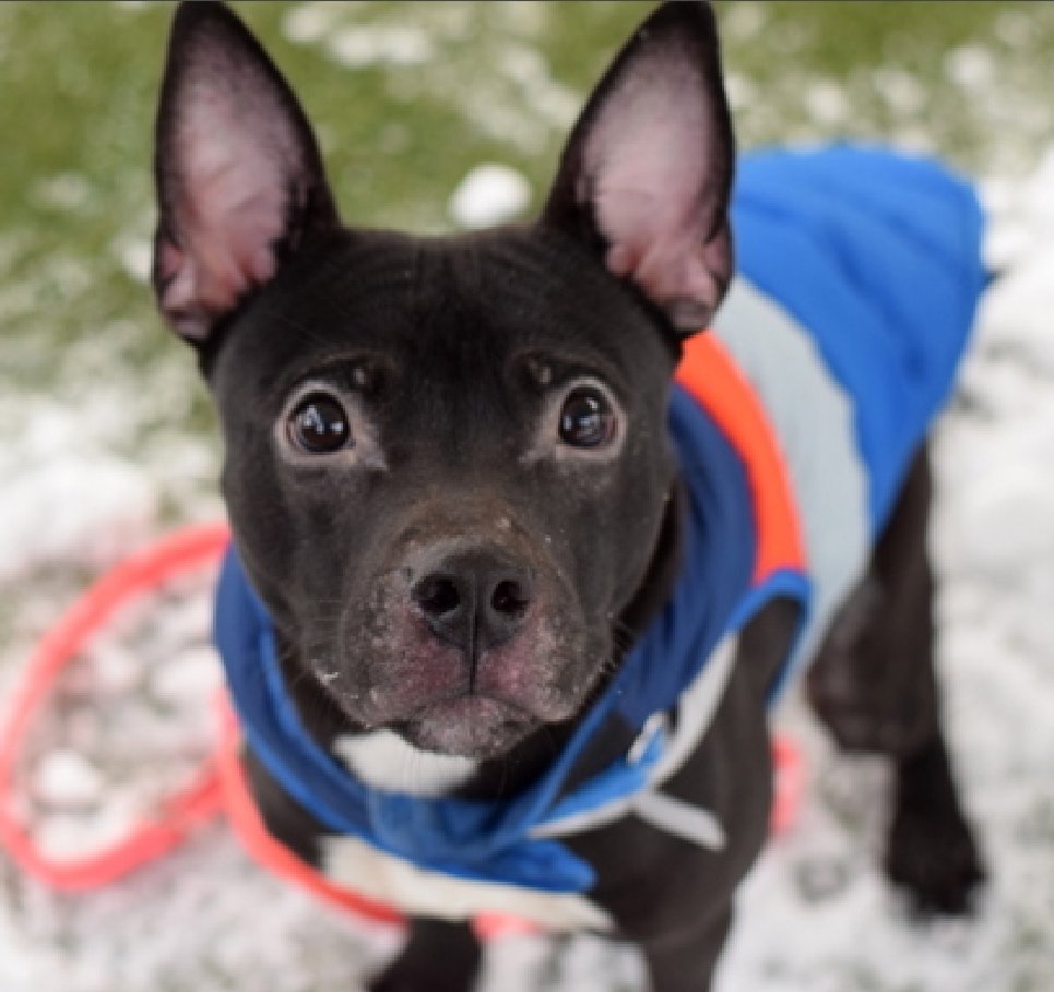 NMBewitched's tweet image. #HappyNewYear 

Good Morning from Raisinet
Wishes you all the best in 2026 
 
#AdoptMe 
nycacc.app/#/browse/244150 
#HomeforNewYears 

28lbs of ears, dermatitis🚑 &amp;amp; love